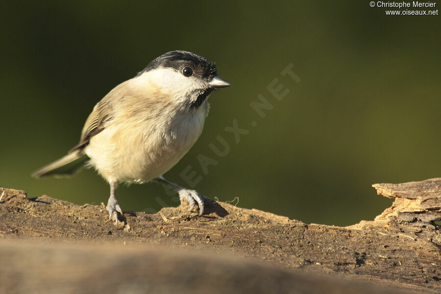 Marsh Tit