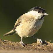 Marsh Tit