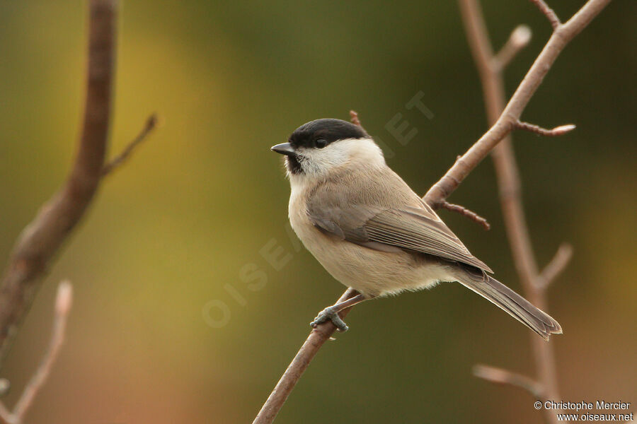 Mésange nonnette