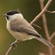 Marsh Tit