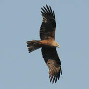 Black Kite