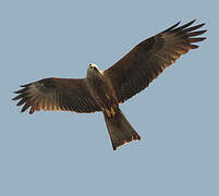 Black Kite