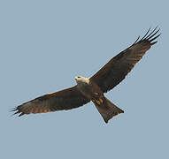 Black Kite