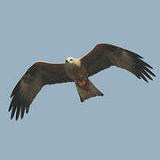 Black Kite