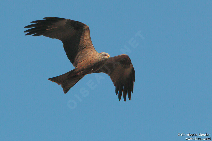 Black Kite