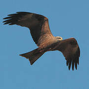 Black Kite