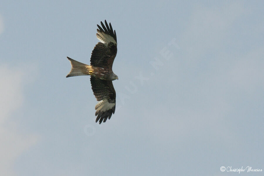 Red Kite