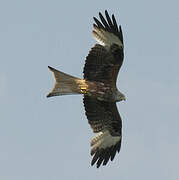 Red Kite