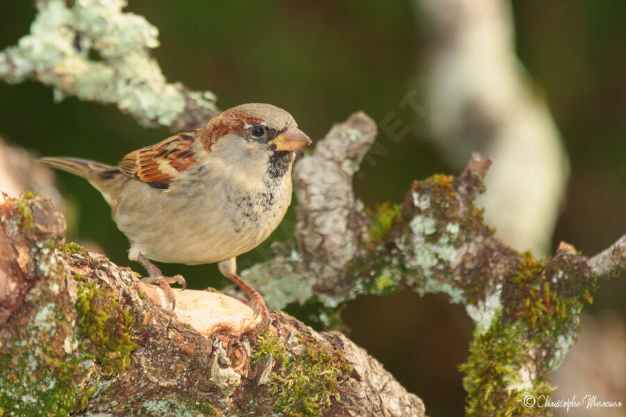 Moineau domestique