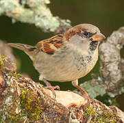 House Sparrow