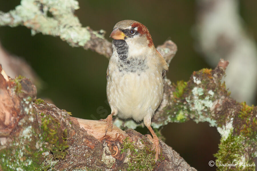 Moineau domestique