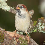 Moineau domestique