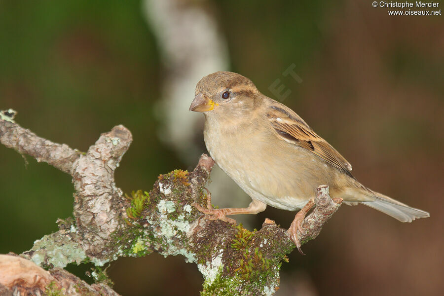 Moineau domestique