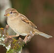 Moineau domestique