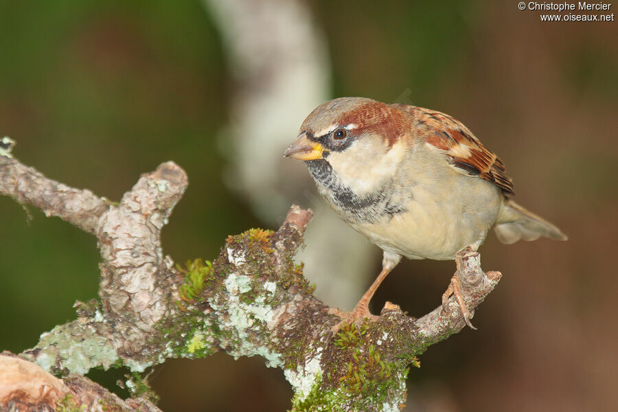 Moineau domestique