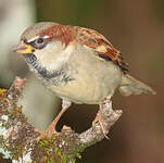 Moineau domestique