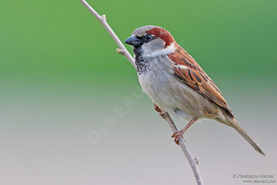 House Sparrow