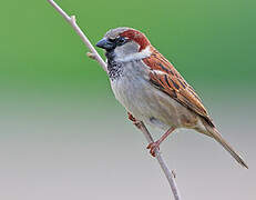 House Sparrow