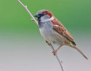 Moineau domestique