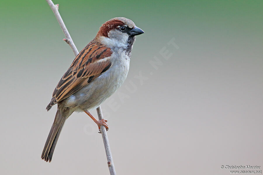 House Sparrow