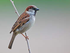 House Sparrow