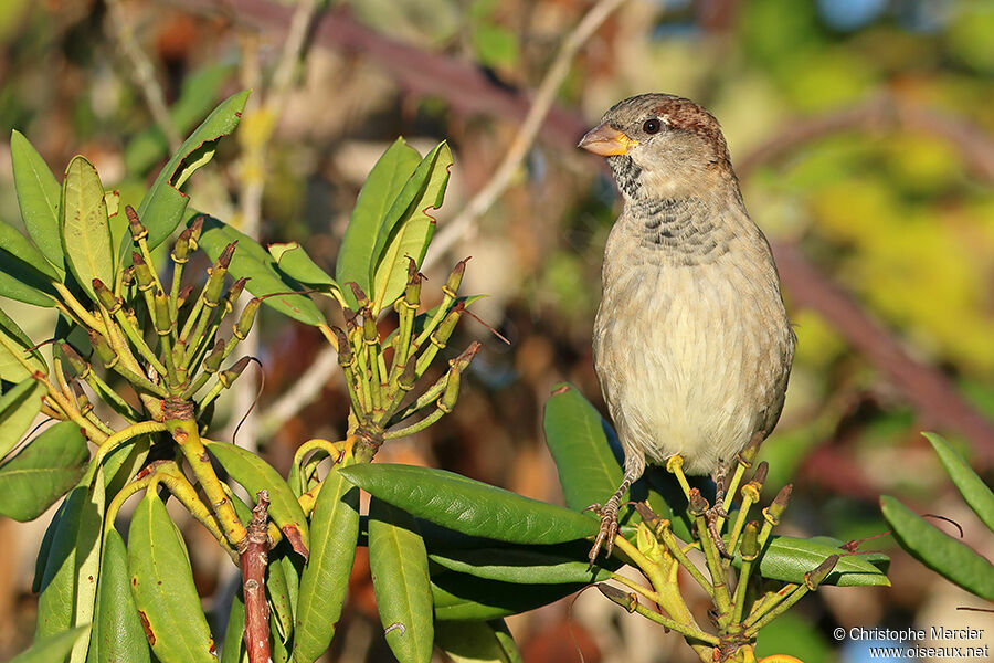 Moineau domestique