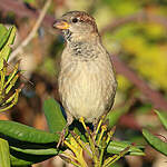 Moineau domestique