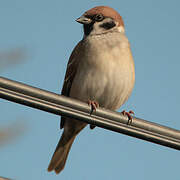 Eurasian Tree Sparrow