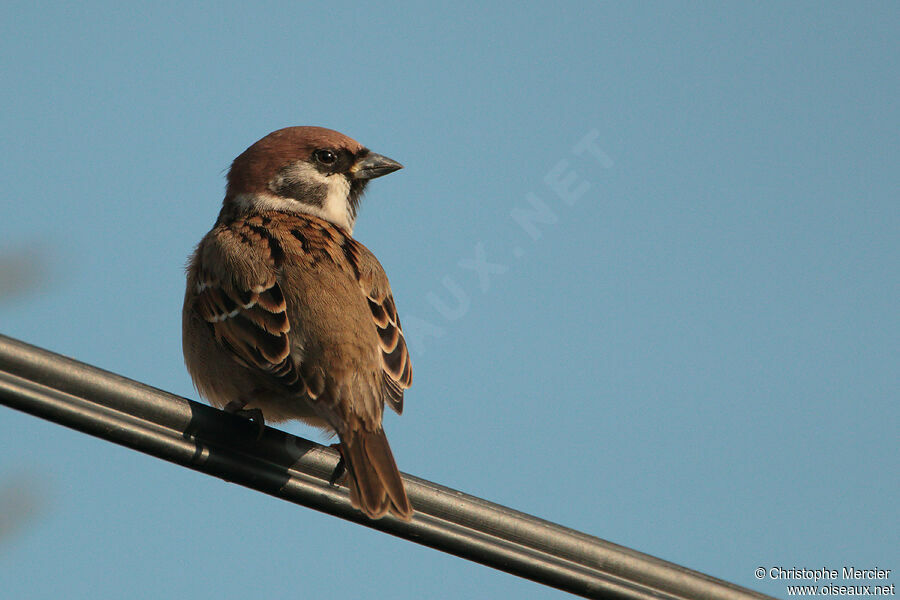 Eurasian Tree Sparrow