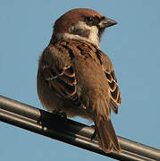 Eurasian Tree Sparrow