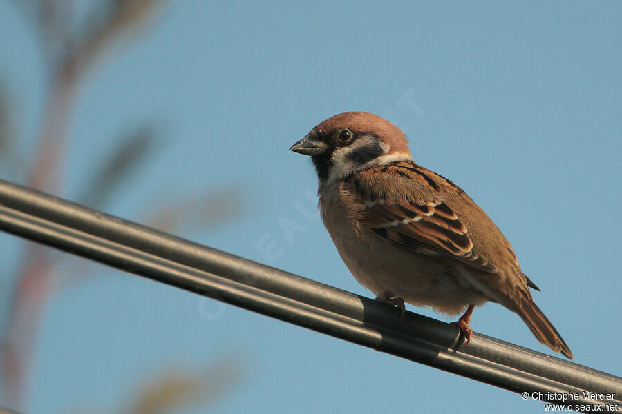 Eurasian Tree Sparrow