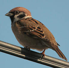 Moineau friquet