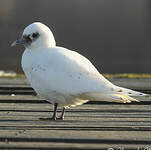 Mouette blanche