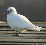 Mouette blanche