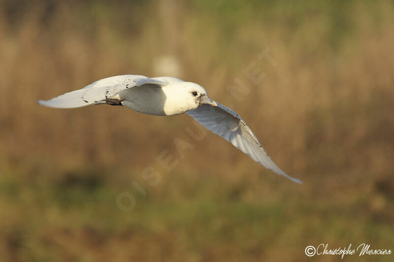 Mouette blanche