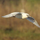 Mouette blanche