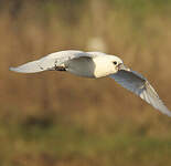 Mouette blanche