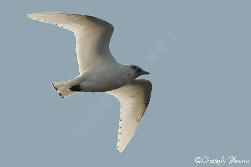 Mouette blanche2ème année, Vol