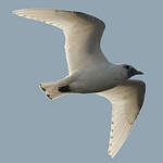 Mouette blanche