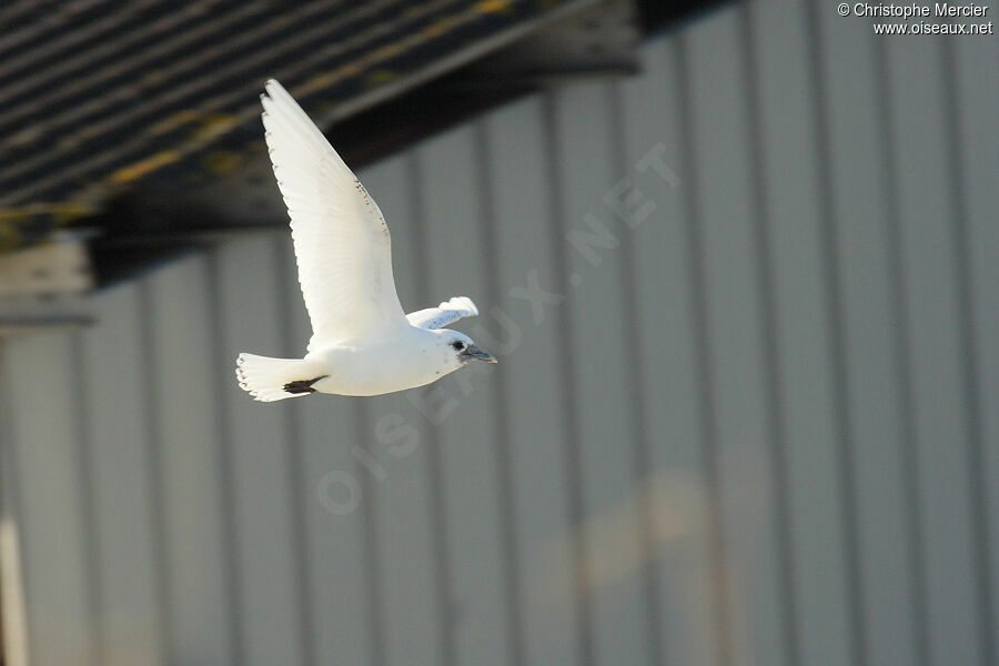 Ivory Gull