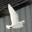 Mouette blanche