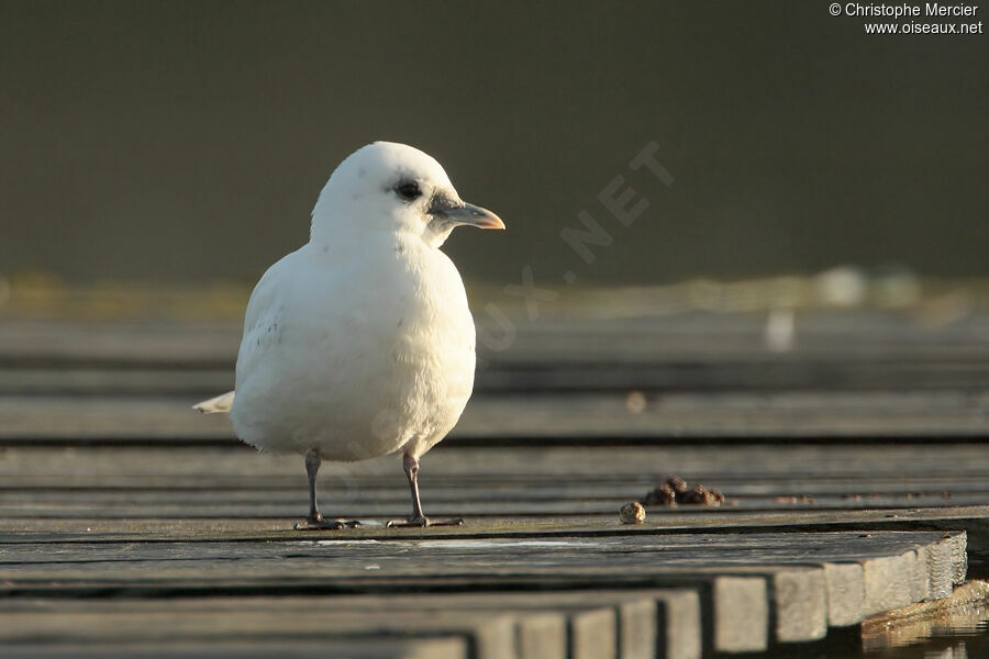 Ivory Gull