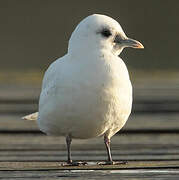 Ivory Gull