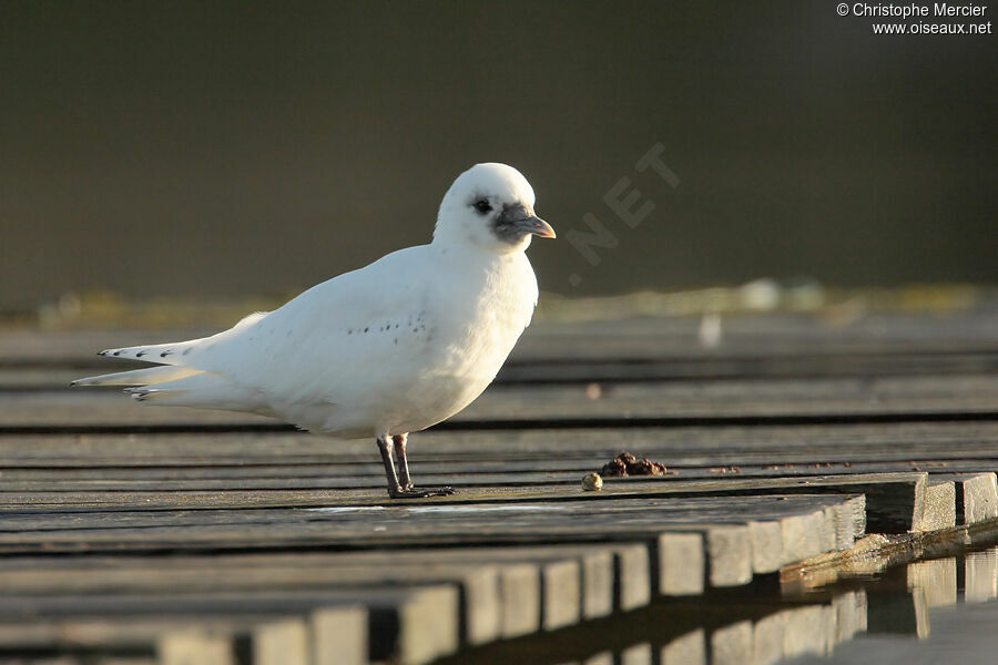 Mouette blanche