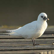 Mouette blanche