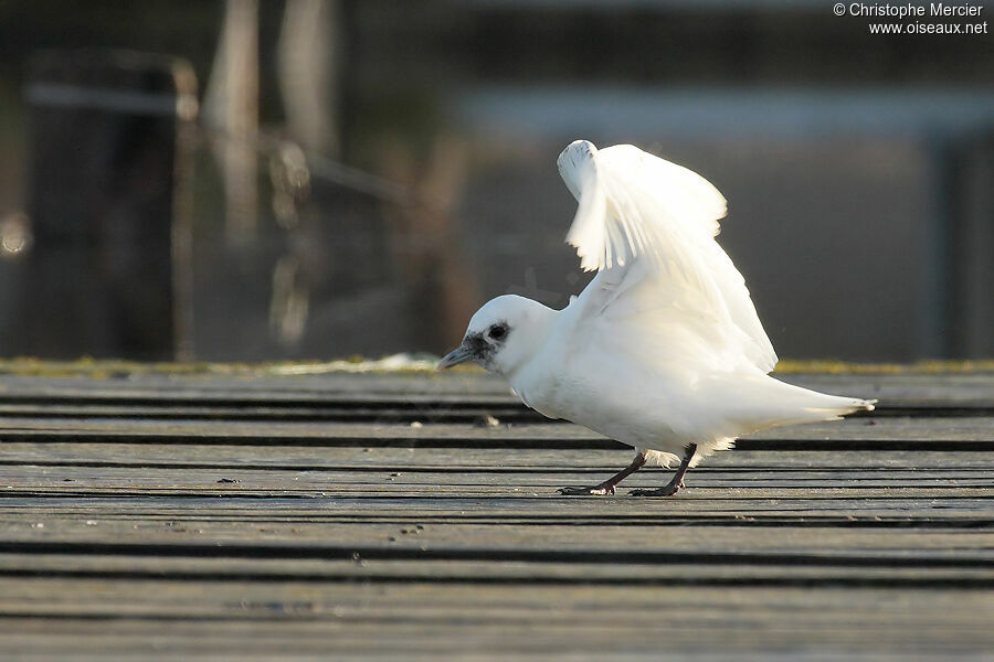 Mouette blanche