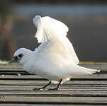 Mouette blanche