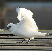 Ivory Gull