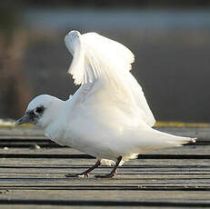 Mouette blanche