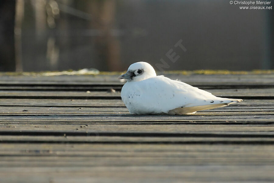 Mouette blanche